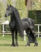 11 yr Tsjerk star stallion 3