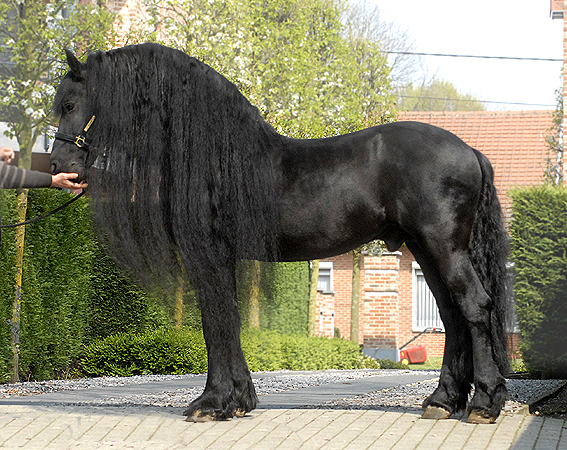 11 yr Tsjerk star stallion 1