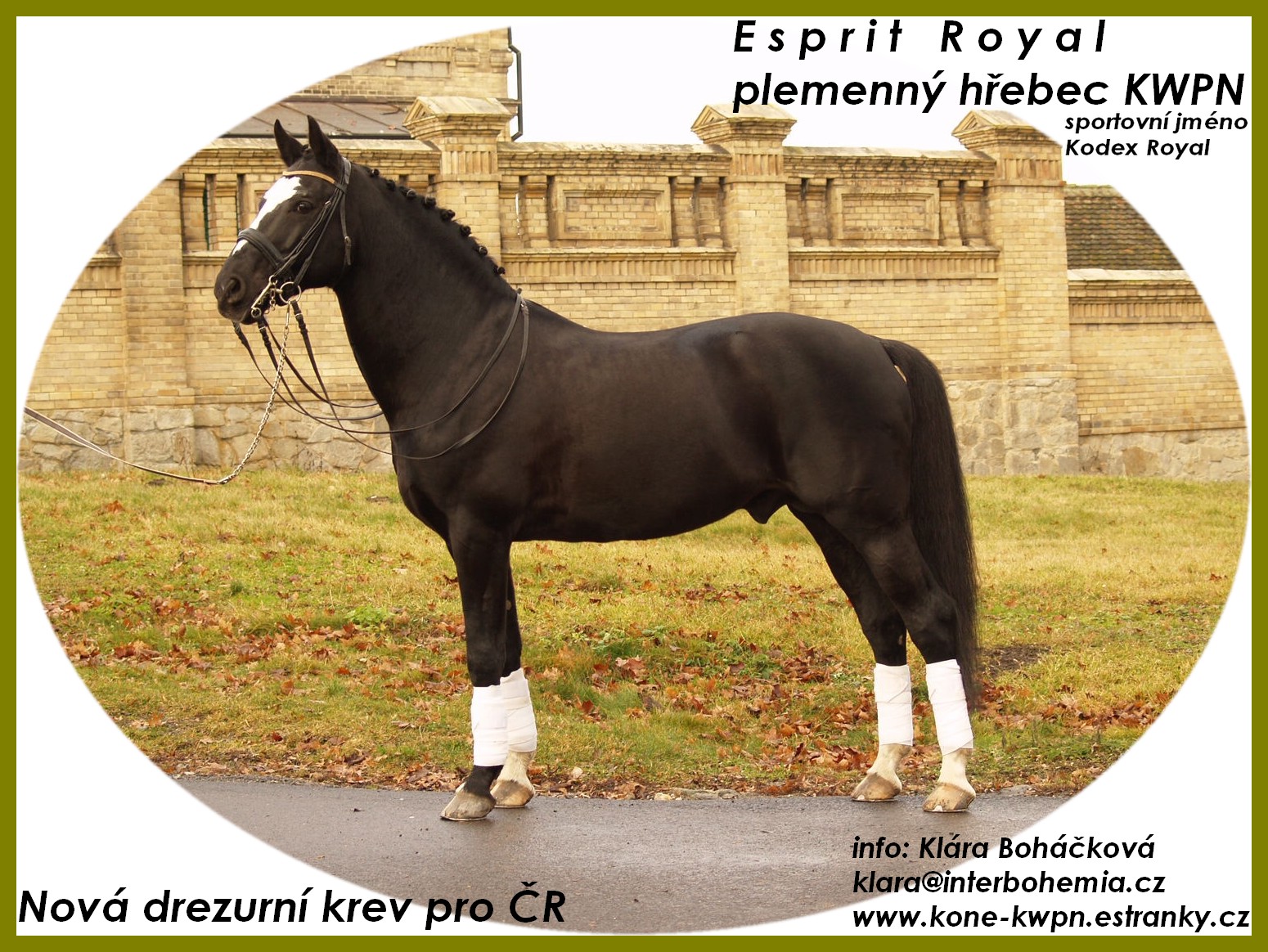 Esprit Royal inzerce.jpg