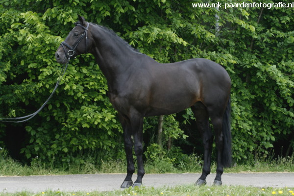 Fotoshoot President Dressage Stables 022.jpg