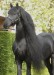 11 yr Tsjerk star stallion 2