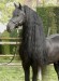 11 yr Tsjerk star stallion 4
