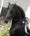 Tsjerk Z2 star stallion saddle 1a