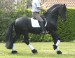Tsjerk Z2 star stallion saddle 1b