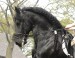Tsjerk Z2 star stallion saddle 1c