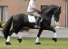 Tsjerk Z2 star stallion saddle 1d