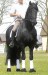 Tsjerk Z2 star stallion saddle 1e